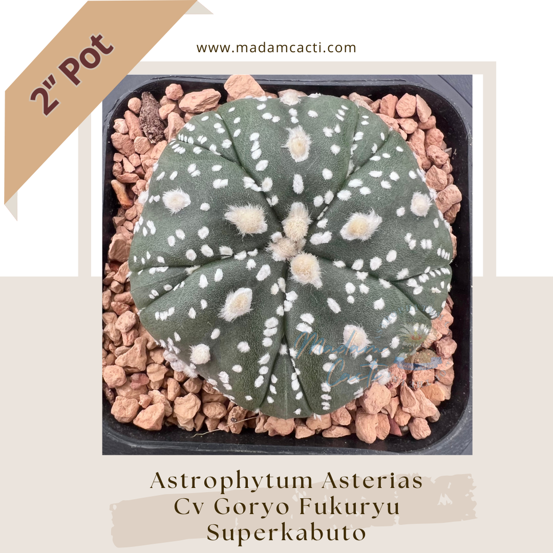 A. Asterias Cv Goryo Superkabuto (2'' Pot) 0036A — Madam Cacti
